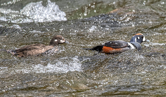 Harlequin ducks