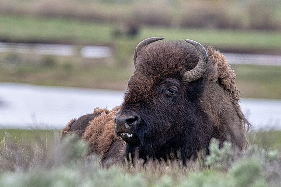 Bison2