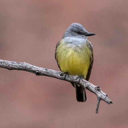 Western Kingbird