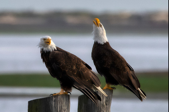 Eagles at Dungeness2
