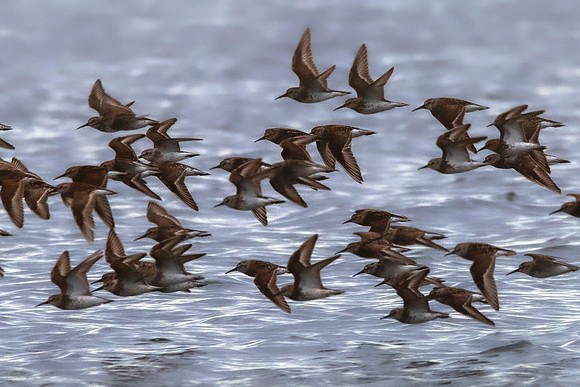 Spotted Sandpipers2