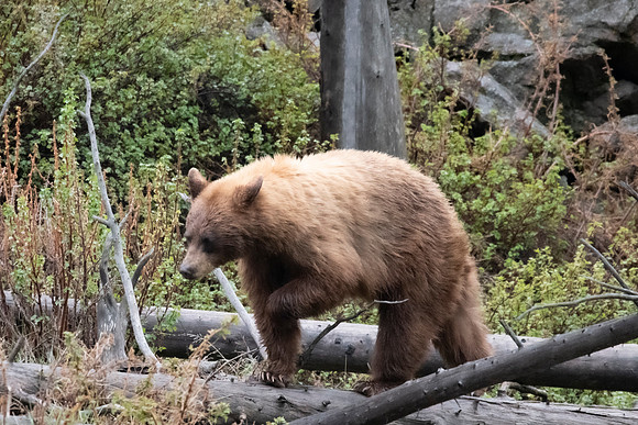 Cinamon Blak bear