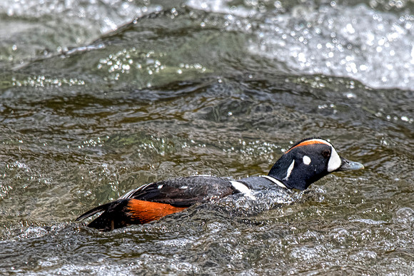 Harlequin duck2