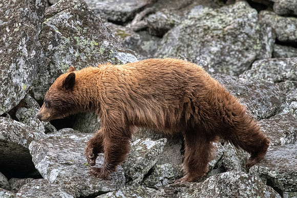 Coinnamon Black bear2