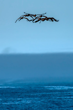 Pelicans above the fog