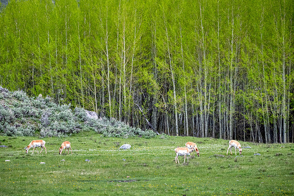 Pronghorn:Yellowstone