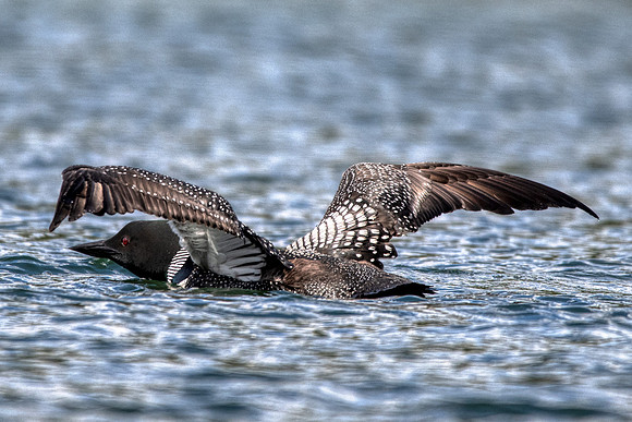 Common Loon3