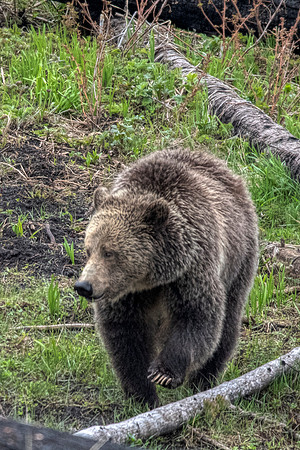 Griz3