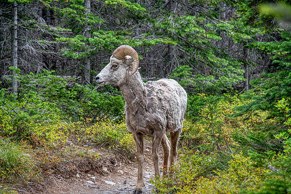 Bighorn on the trail:Glacier