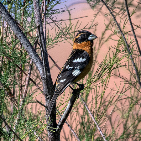 Black-headed Grossbeak