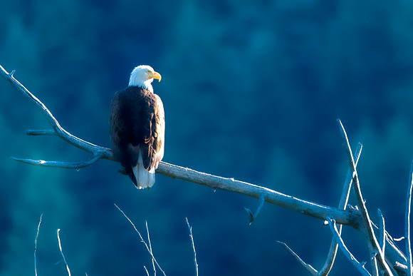 Bald Eagle:Montana