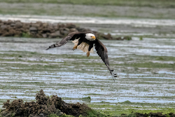 Bald Eagle:Dungeness 2022