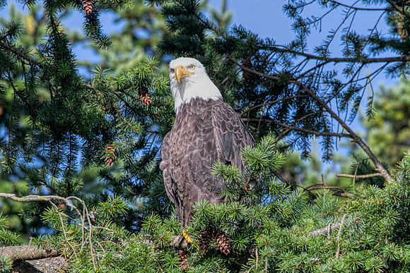 Bald Eagle at Olympic NP