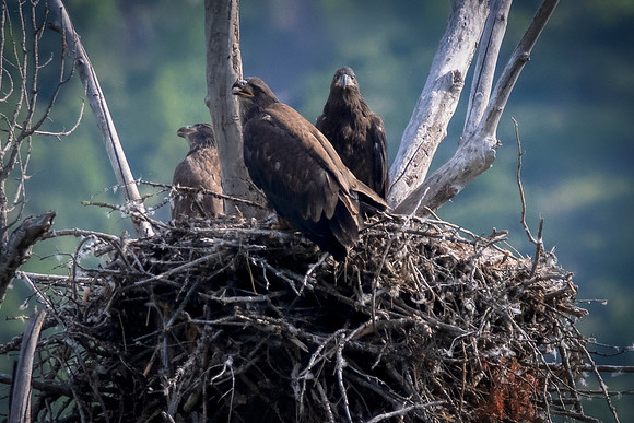Bald Eagle Yearlings:Montana