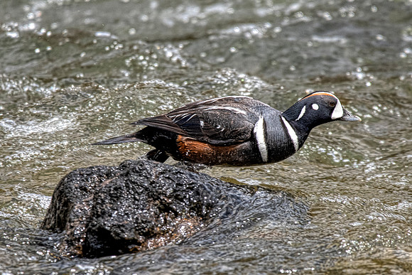 Harlequin duck3