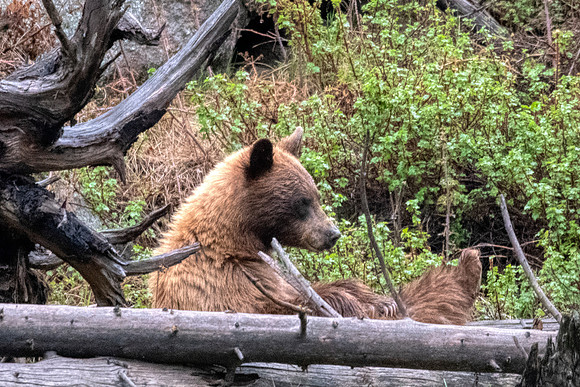Cinnamon Black bear2
