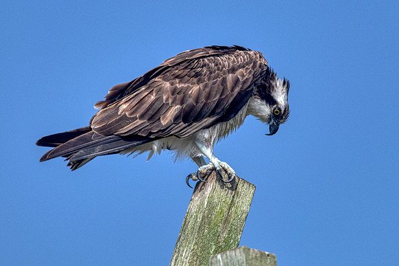 Osprey