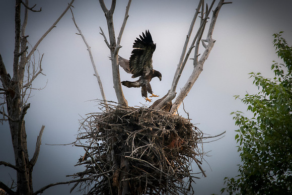 Testing his wings:Bald eagle fledgling
