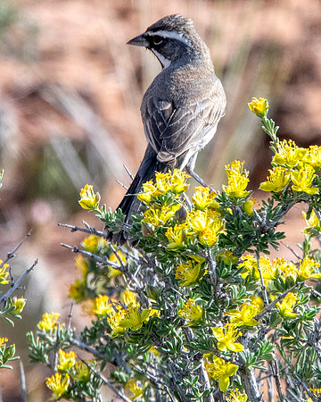Lark Sparrow2