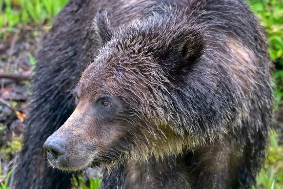 Black bear:Glacier