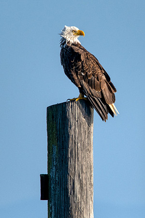 Eagle at