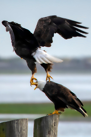 Eagles at Dungeness4
