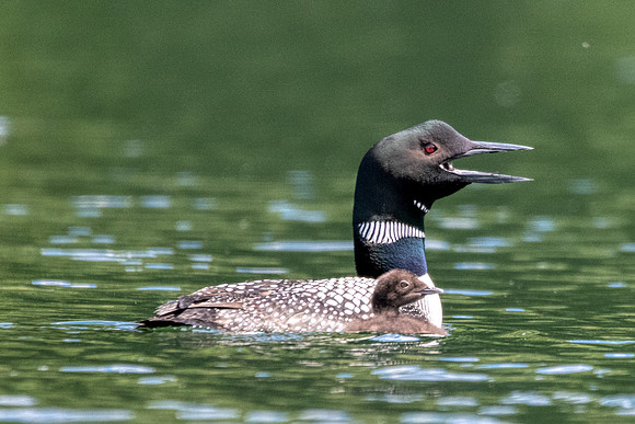Cpommon Loon with chick