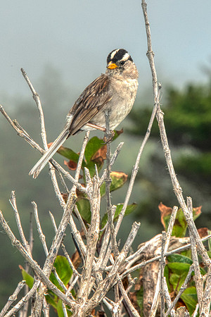 White crowned sparrow