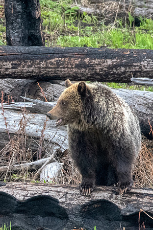 Griz in Yellowstone
