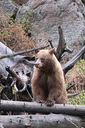 Cinamon black bear3