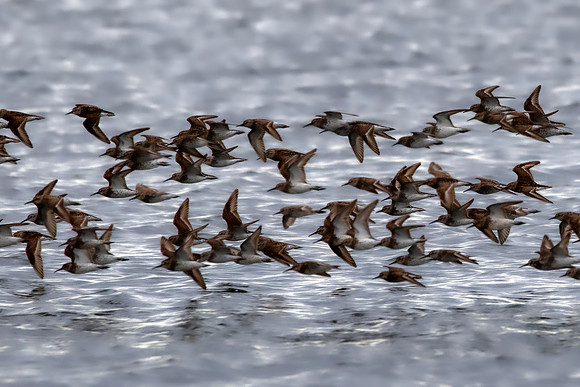 Spotted Sandpipers