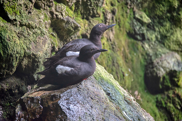 Guillimot Pigeon
