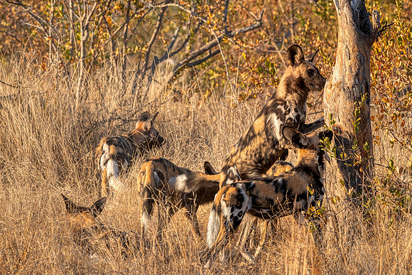 African dogs