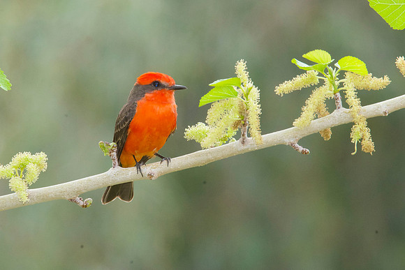 Vermillion flycatcher