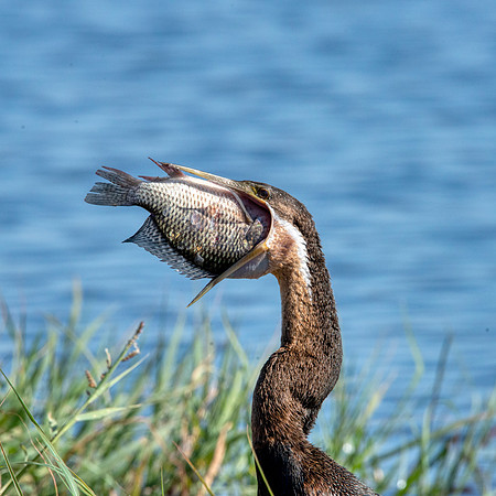 African Darter 3