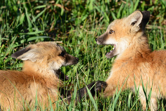 Red fox kits