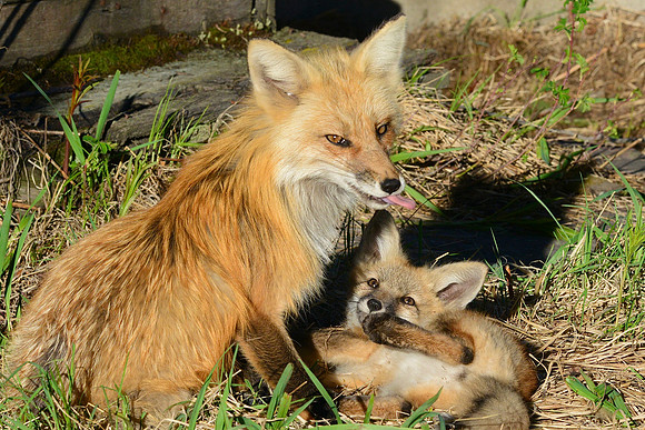 Red fox mom with kit