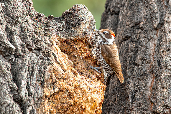 Arizona Woodpecker