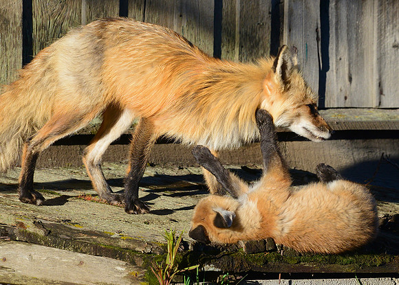 Red fox kit with mom
