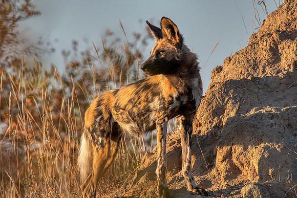 African dog