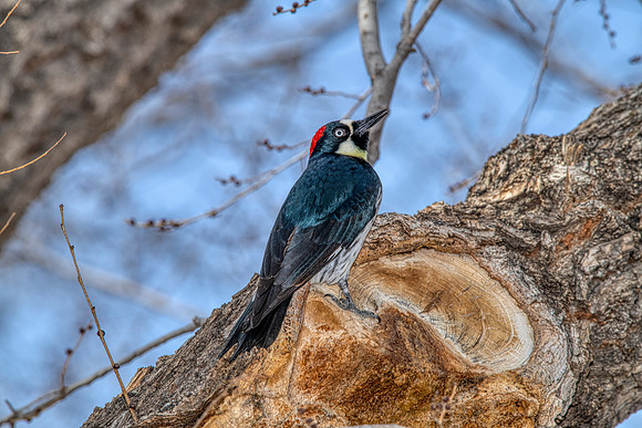 Acorn woodpecker