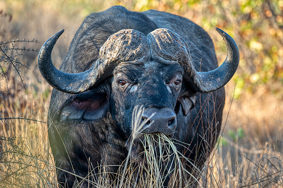 Cape buffalo