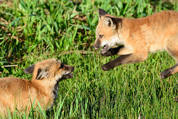 Red fox kits