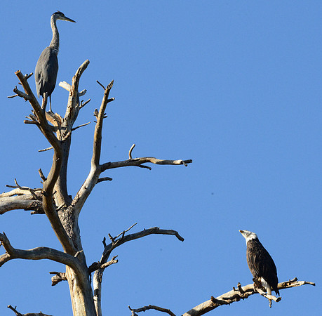 Bald eagle/Blue heron
