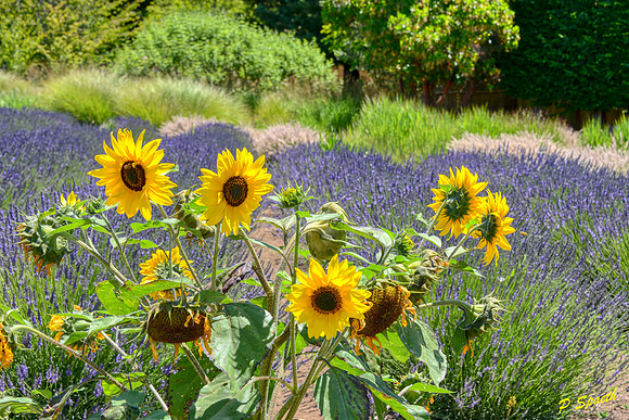 Sunflowers&Lavender copy