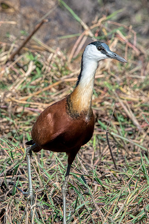 African Jicana
