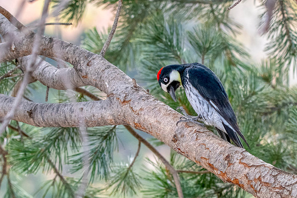 Acorn woodpecker1