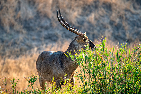 Common Waterbuck