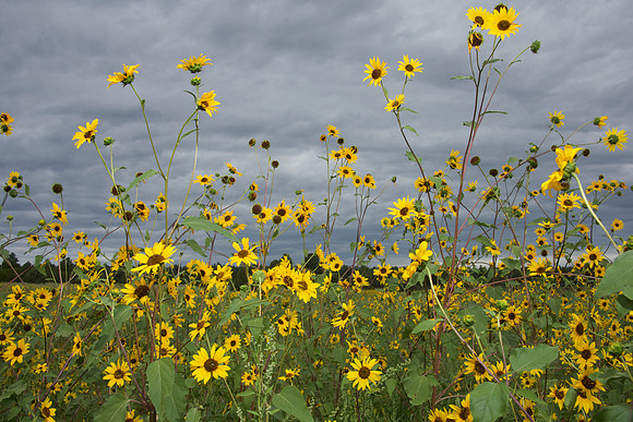 Fool Hollow sunflowers