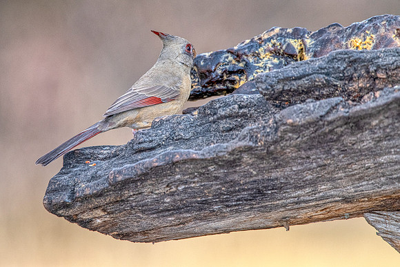 Pyrrhuloxia